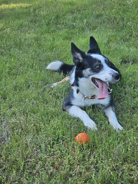 Avalon Veterinary Hospital Picture 7