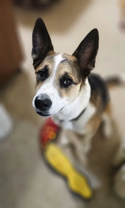 Avalon Veterinary Hospital Picture 10