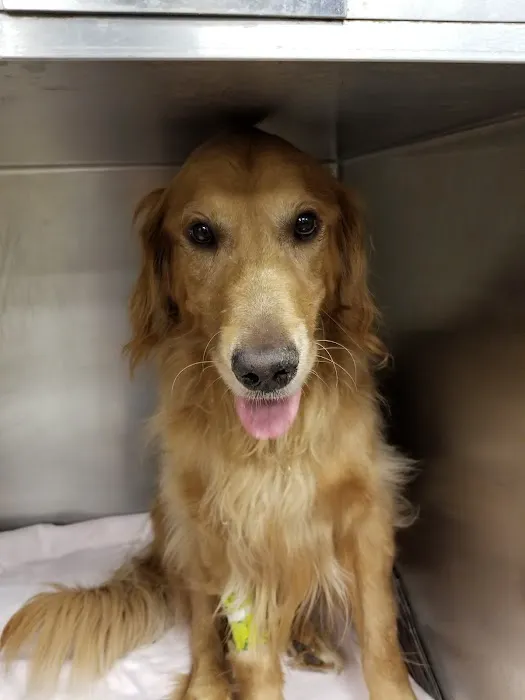 Avalon Veterinary Hospital Picture 8