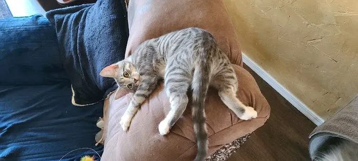 Village Vet Animal Clinic Picture 4