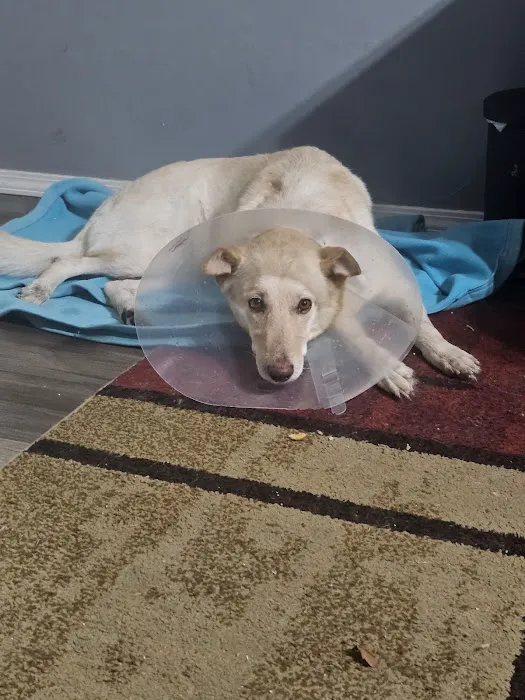 Village Vet Animal Clinic Picture 1