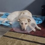 Village Vet Animal Clinic