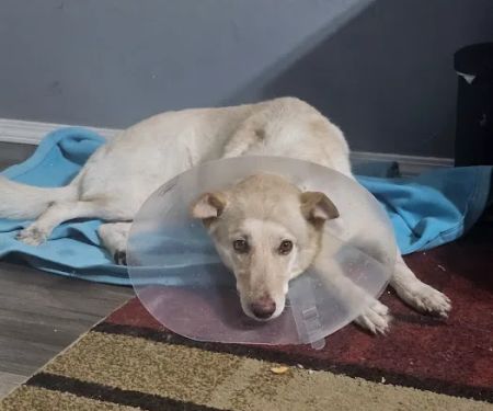 Village Vet Animal Clinic