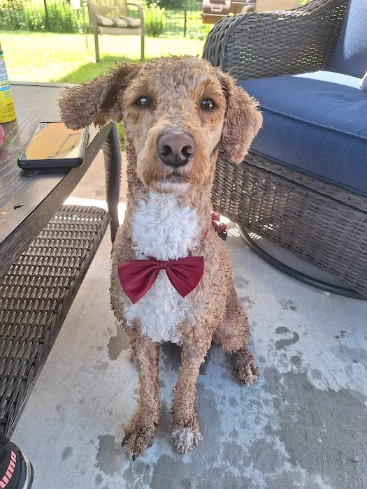 Village Vet Animal Clinic Picture 2