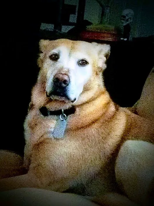 Village Vet Animal Clinic Picture 3