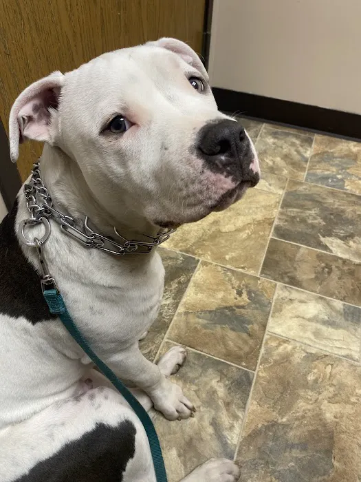 Village Vet Animal Clinic Picture 5