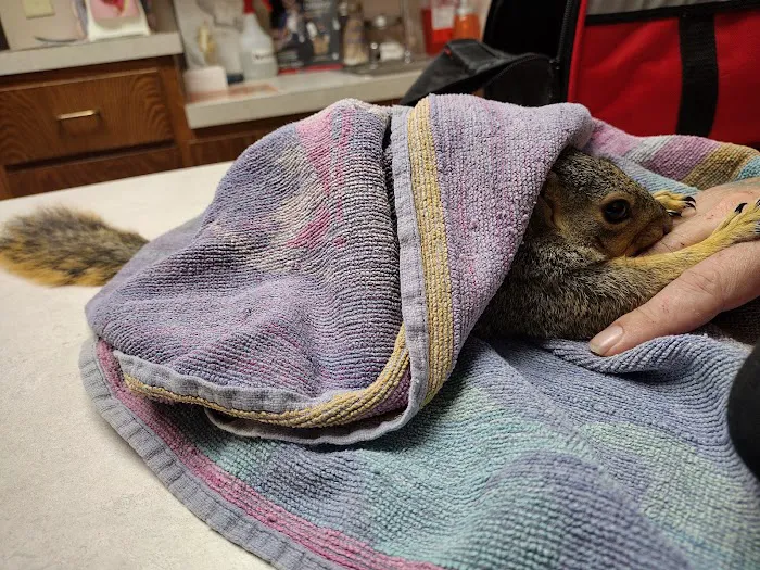 Village Vet Animal Clinic Picture 9