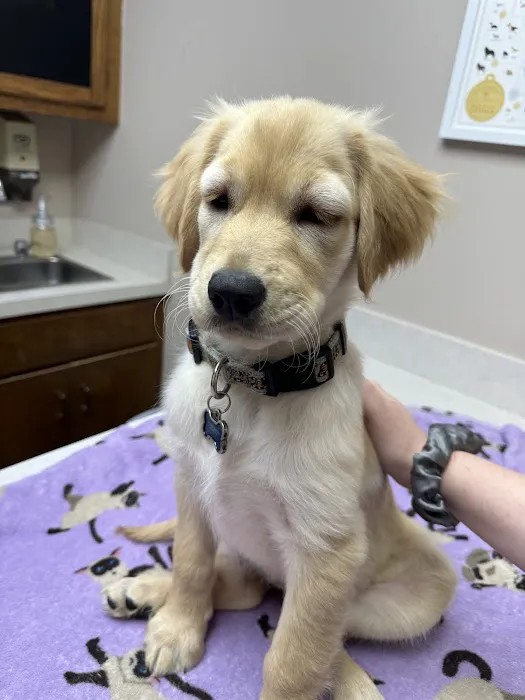 Village Vet Animal Clinic Picture 6