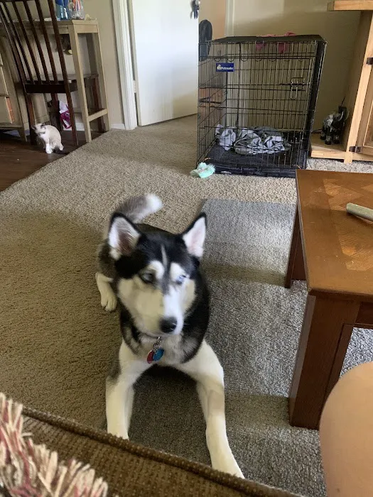 Village Vet Animal Clinic Picture 8