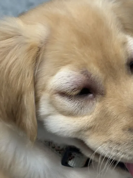 Village Vet Animal Clinic Picture 7