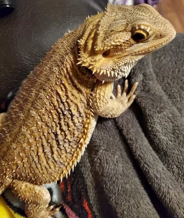 Village Vet Animal Clinic Picture 10