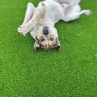 Alta Vista Animal Hospital & Pet Lodge Picture 2