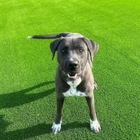 Alta Vista Animal Hospital & Pet Lodge ico