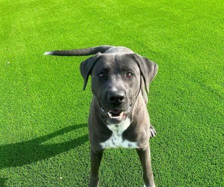 Alta Vista Animal Hospital & Pet Lodge