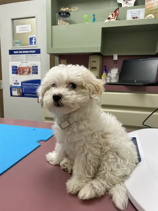 Alta Vista Animal Hospital & Pet Lodge Picture 6