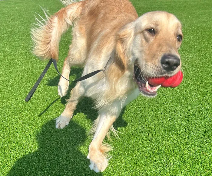 Alta Vista Animal Hospital & Pet Lodge Picture 7