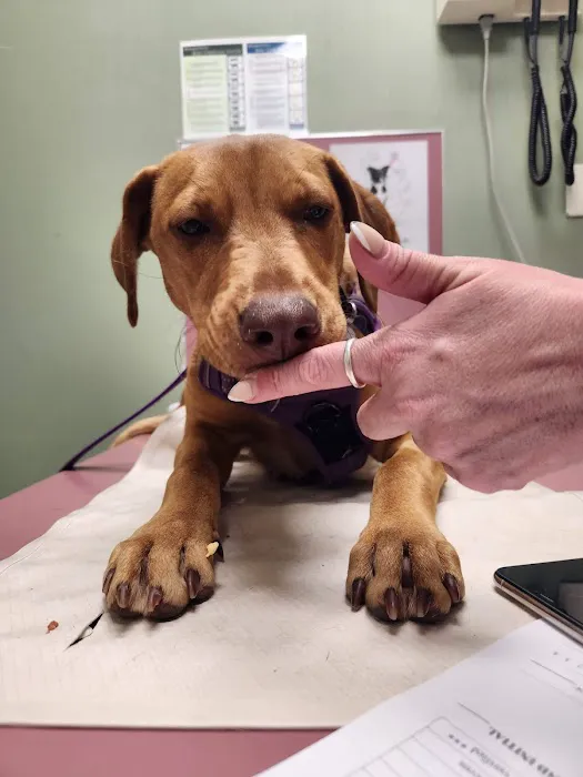 Alta Vista Animal Hospital & Pet Lodge Picture 4