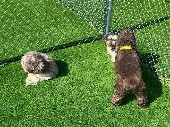 Alta Vista Animal Hospital & Pet Lodge Picture 9