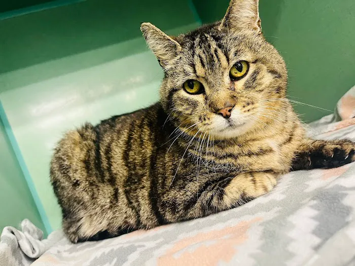 Alta Vista Animal Hospital & Pet Lodge Picture 8