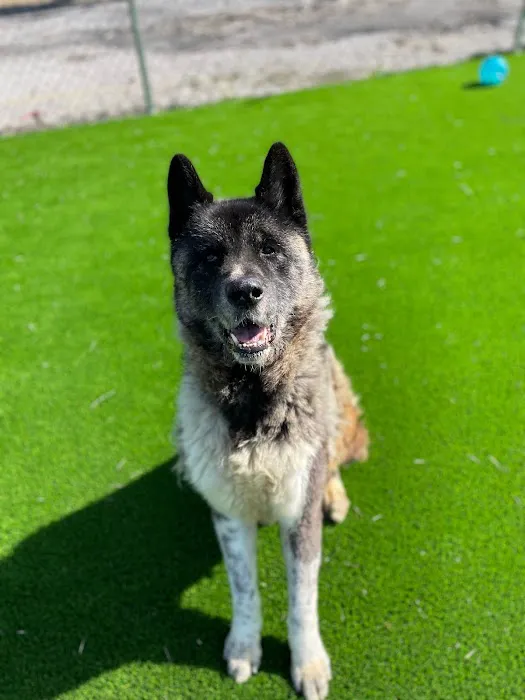 Alta Vista Animal Hospital & Pet Lodge Picture 10