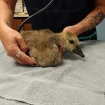 Best Friends Veterinary Hospital