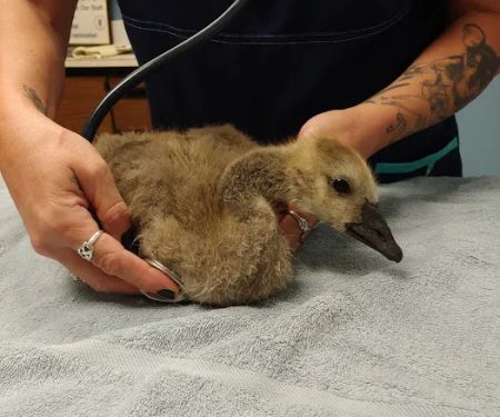 Best Friends Veterinary Hospital