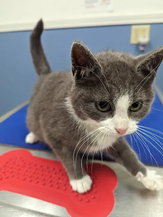 Best Friends Veterinary Hospital Picture 3