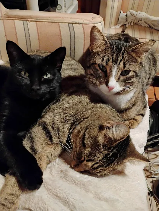 Best Friends Veterinary Hospital Picture 2