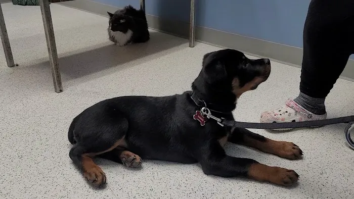 Best Friends Veterinary Hospital Picture 8