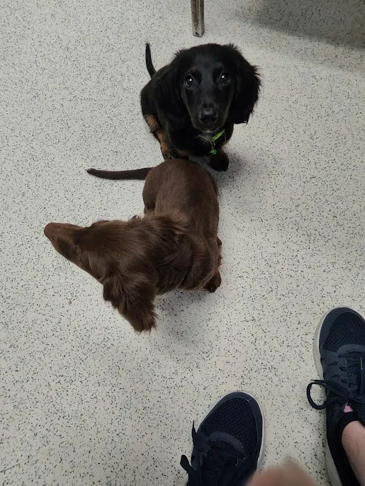 Best Friends Veterinary Hospital Picture 5