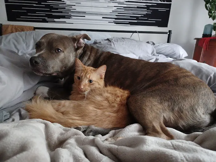 Best Friends Veterinary Hospital Picture 10