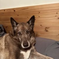 Heritage Veterinary Hospital ico