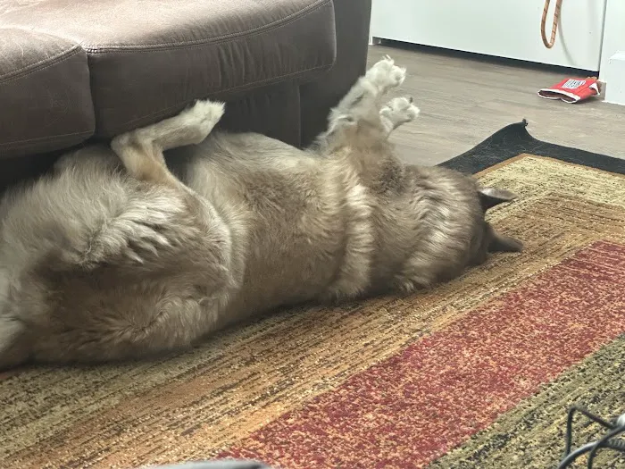 Heritage Veterinary Hospital Picture 5