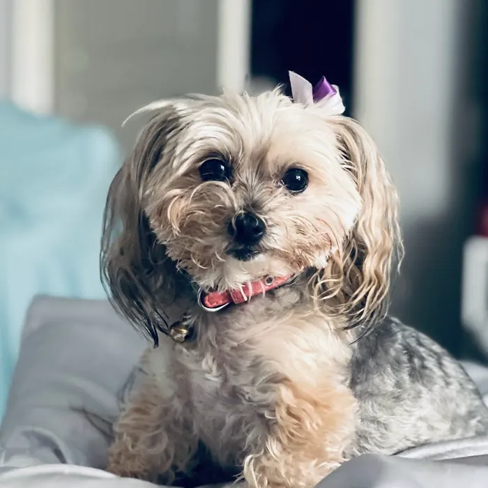 Heritage Veterinary Hospital Picture 9