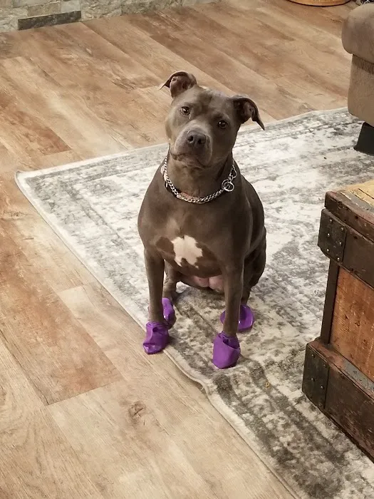 Appelbaum Animal Clinic Picture 1