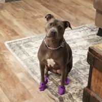 Appelbaum Animal Clinic ico