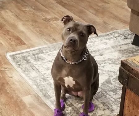 Appelbaum Animal Clinic