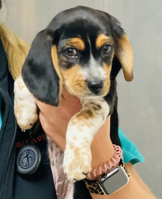 Appelbaum Animal Clinic Picture 10