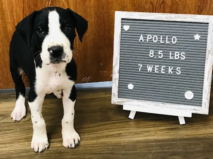 Appelbaum Animal Clinic Picture 9