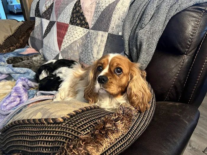 the Veterinary Surgical Referral Center Picture 1