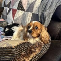 the Veterinary Surgical Referral Center ico