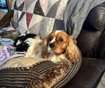 the Veterinary Surgical Referral Center