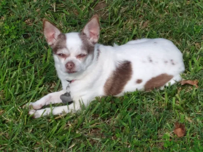 the Veterinary Surgical Referral Center Picture 2