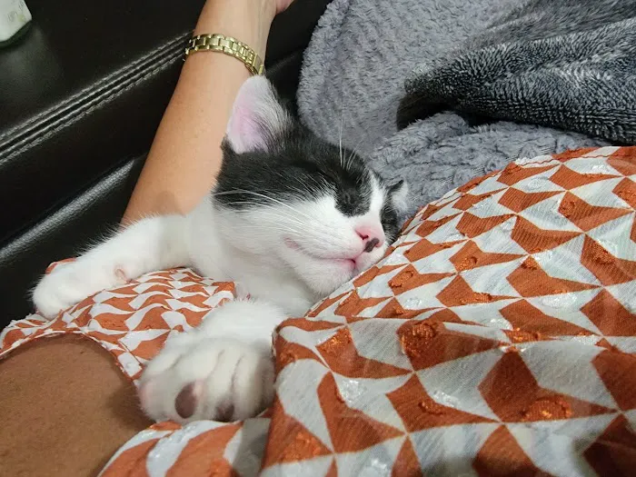 Tulsa Animal Urgent Care Picture 3