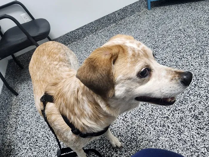 Tulsa Animal Urgent Care Picture 1