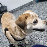 Tulsa Animal Urgent Care