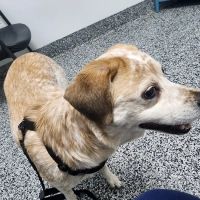 Tulsa Animal Urgent Care ico