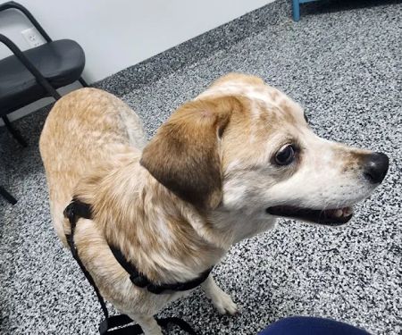 Tulsa Animal Urgent Care