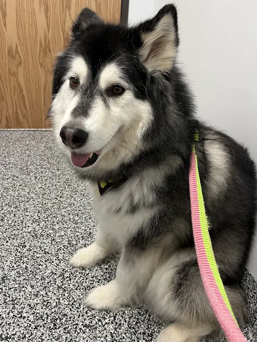 Tulsa Animal Urgent Care Picture 6