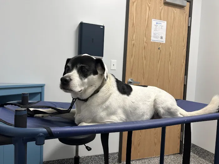 Tulsa Animal Urgent Care Picture 7